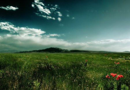 Belle Vue - field, grass