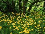 Trees and flowers