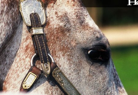 Horse - cavalos, equinos, horse