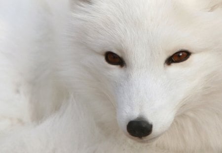 White_Polar - white, polar-silver-fox