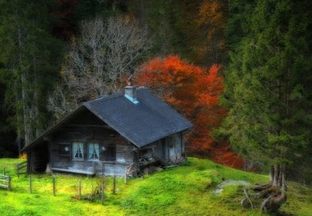 Home is not a house - house, forest, home, cabin