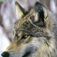 Staring into the Horizon