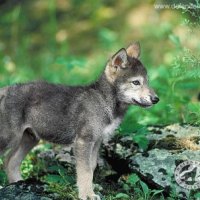 Grey Wolf Pup