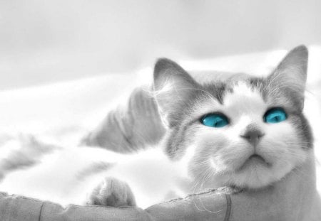 Blue eyes - cats, kittens