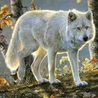 White Wolf