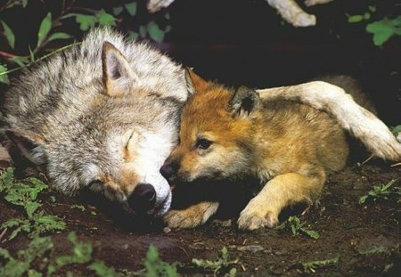 Sweet Mates - mum, cub, wolf, mother, pup, animals, wolves