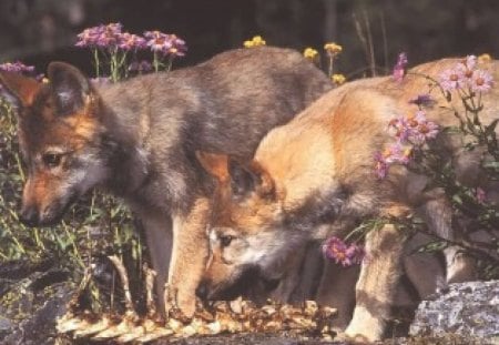 Canine Festine - grey wolf, pups, spain, wolf, iberian wolf, cubs, animals, wolves