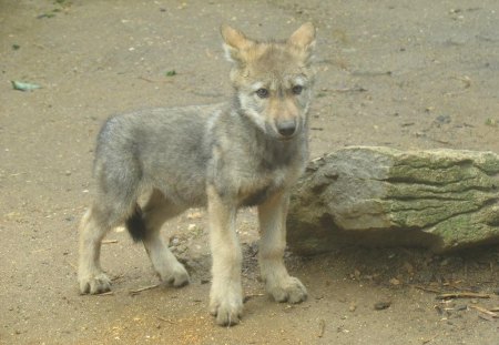 Iberian Wolf Cub - spain, wolf, wolves, cubs, iberian wolf, animals, pups, grey wolf