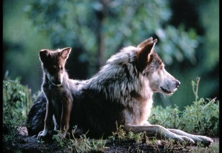 Mum and her Babe - babe, mum, cub, wolf, pup, animals, wolves