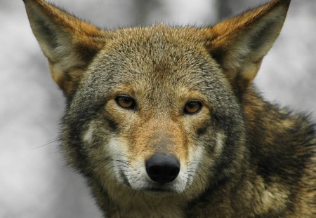 Red wolf - wolfs, animals