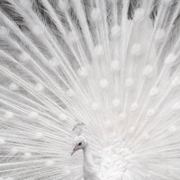 White Peacock