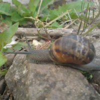 my pet snail