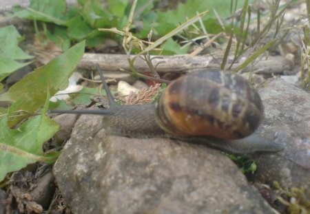 my pet snail - garden, animals, slimy, snails, pet, snail, rhys, shell