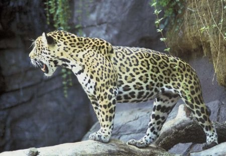 jaguar