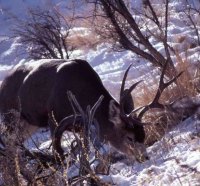 snowy day deer