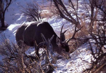 snowy day deer - mule, feeding, in shade, deer, big buck