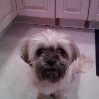 Samantha Sue My Dog