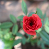 Red Rose