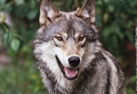 Iberian Wolf - grey wolf, spain, wolf, iberian, animals, wolves