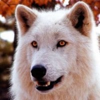 Glacier White Wolf