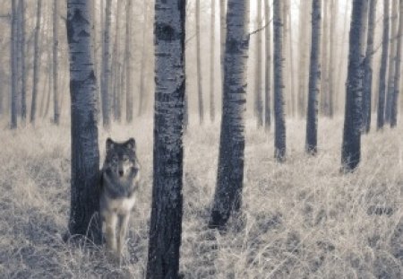 Lone Wolf - grey wolf, wolf, lone, solitude, animals, wolves