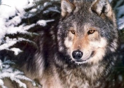 Handsome Wolf - wolf, wolves, animals, grey wolf