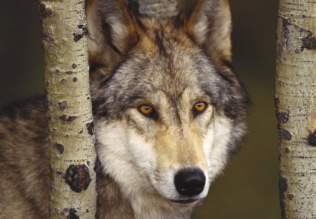 Iberian Wolf - grey wolf, spain, wolf, iberian, animals, wolves