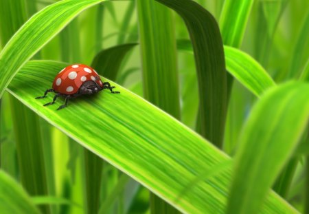 Green Day - insects, grass, leaves, res, bugs, art, abstract, hot, ladybug, cool, bug, cg, nature, lady, green, lady bug, spots, insect, 3d, black spots, animals