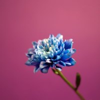 blue flower 