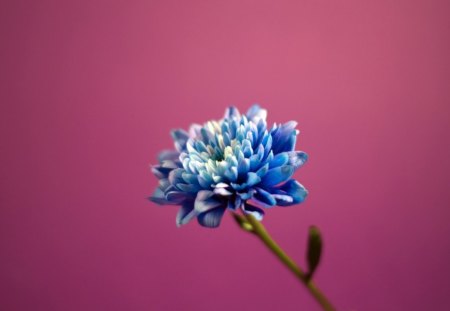 blue flower  - blue, flower