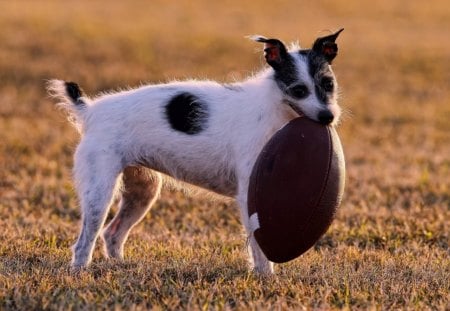 Dog - face, pretty, playful dog, cute, animals, beauty, beautiful, sweet, puppy, bubbles, playful, dogs, puppies, pay, lovely, dog face