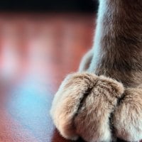 Paws