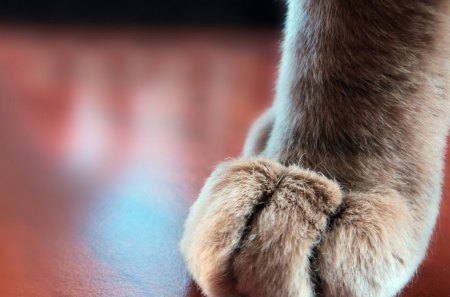 Paws - pretty, cat face, sleepy, paws, kitten, cats, face, sleeping, hat, beautiful, beauty, lovely, sweet, cat, cute, animals, kitty