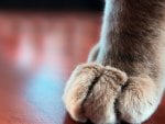 Paws