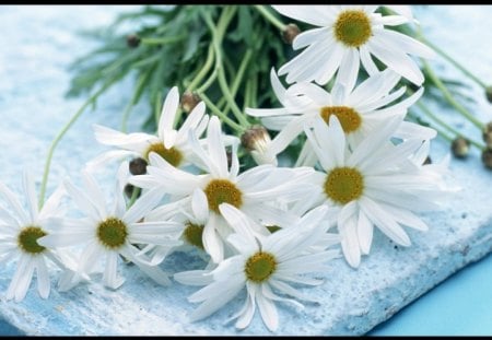 Daisies - flowers, daisies, white, petals