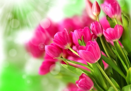 Pretty pink tulips - pretty, delicate, beautiful, lovely, freshness, pink, bouquet, flowers, glow, fresh, tulips, nature, rays, green, tender, nice