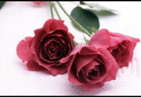 Three red roses - buds, roses, flower, petals