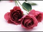 Three red roses