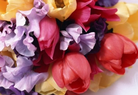 Flowers - flowers, tulips, bunch, petals