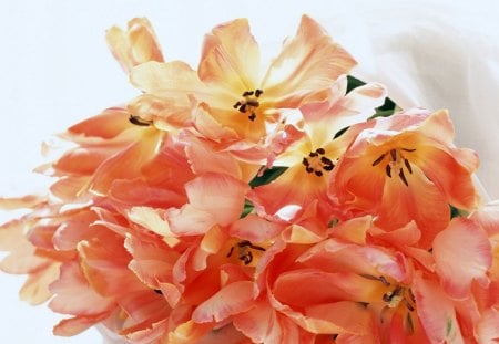 Flowers - flowers, bunch, petals, orange