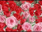 Pink and red roses