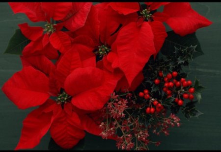 Poinsettia - flowers, poinsettia, petals, red