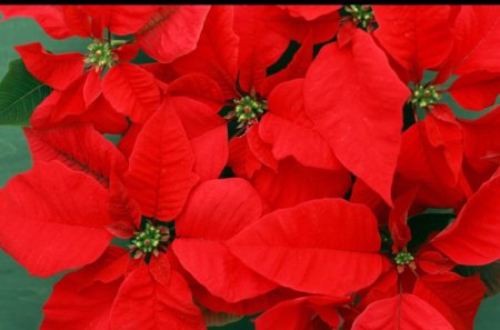 Poinsettia - flowers, poinsettia, red, petals