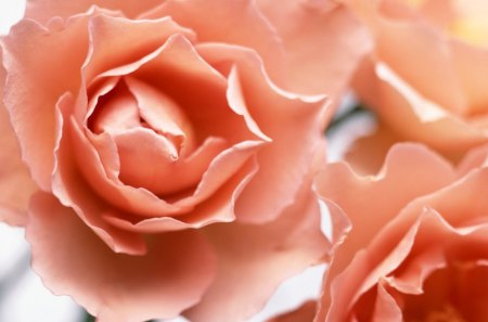 Rose - flowers, petals, rose, macro