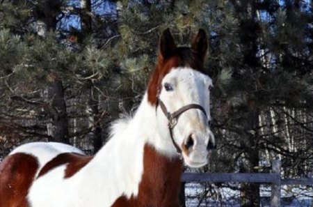 Cold, but Waiting Patiently - waiting, alert, horses, snow, outdoor, animals