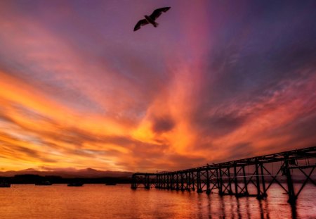 FREEDOM FLIGHT - new zealand, harbor, sunset, sea, seagull, bridge, bird