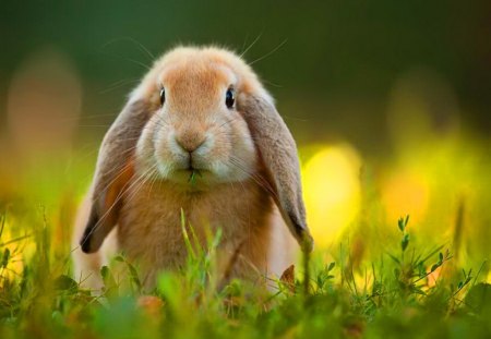 What about my ears? - floppy ears, rabbit, cute, grass