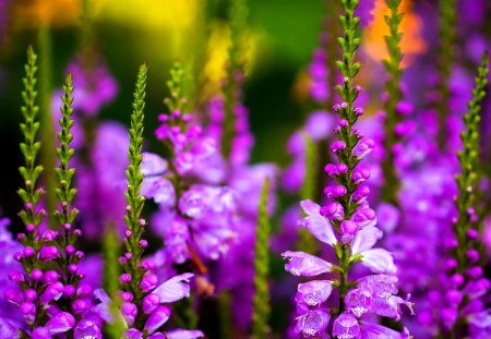 SPRING DANCE - buds, stems, many, field, lowers, lilac, larkspur