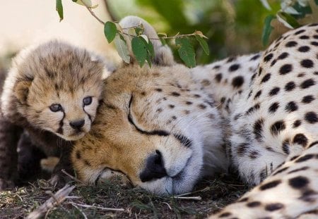 Cheetah Cub Close to Mom.