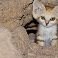 arabian sand cat